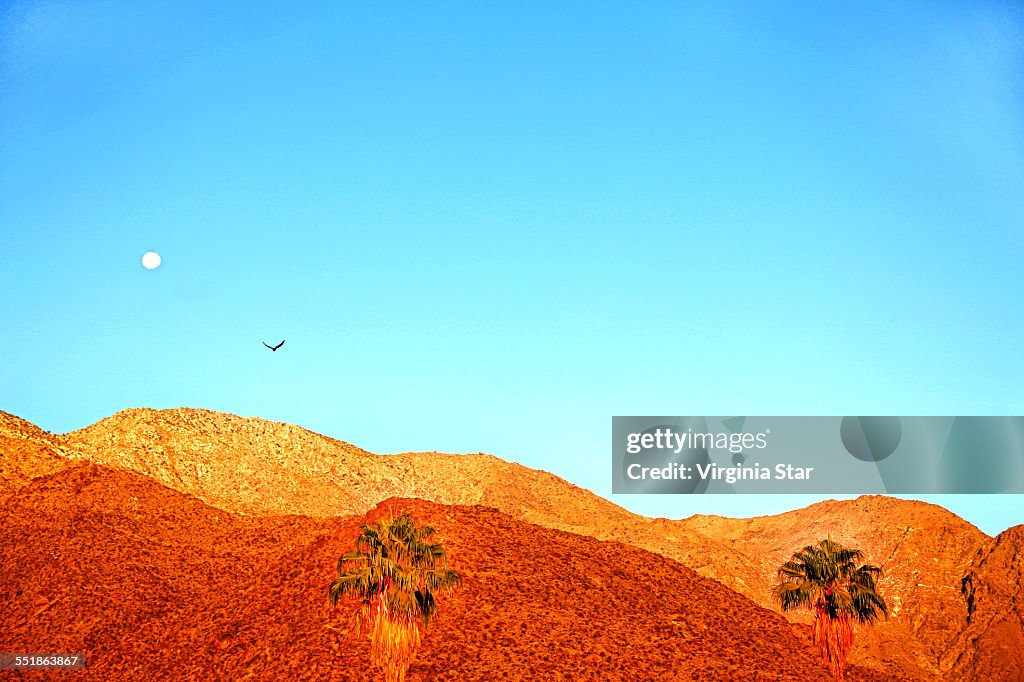 Bird moon and desert mountains Palm Springs