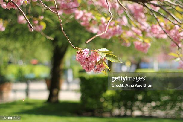 cherry blossom in bergen - bergen stock pictures, royalty-free photos & images