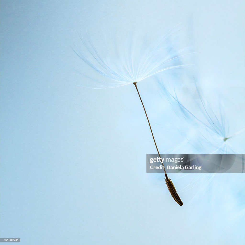 Dandelion seed on light blue background