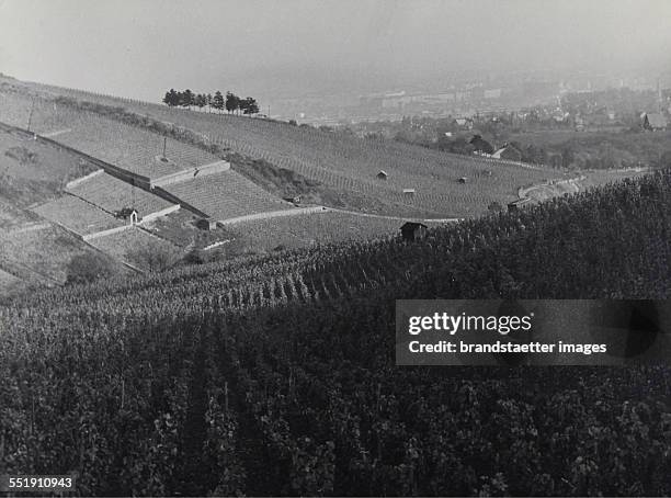Vineyards in Grinzing [Wildgrube?]. About 1930. Photograph.