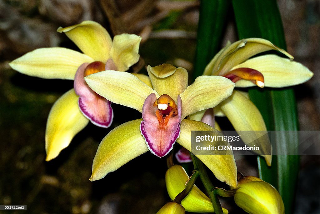 Orchid is a beautiful flower