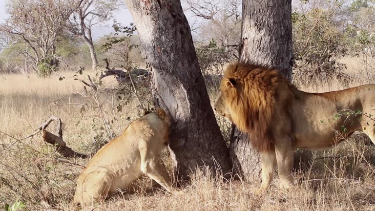 13,207 Animals Fighting Videos and HD Footage - Getty Images 13,207 Animals Fighting Videos and HD Footage - Getty Images