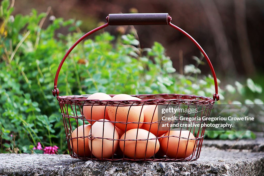 Eggs in a basket