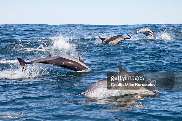 common dolphins hunting fish, sardine run - east london bildbanksfoton och bilder