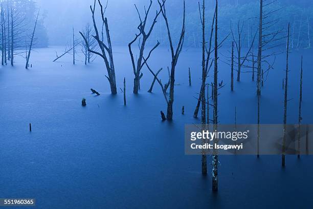 fog forest on the lake - isogawyi stockfoto's en -beelden