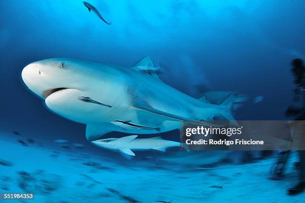 bull sharks (carcharhinus leucas) migrate through the yucatan peninsula from central america in the winter months, playa del carmen, quintana roo, mexico - bull shark stock pictures, royalty-free photos & images