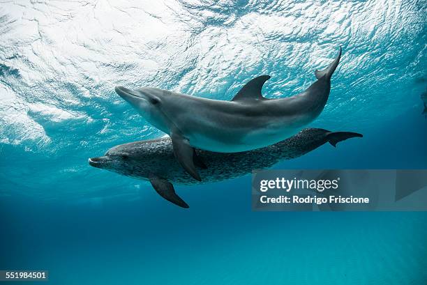 two atlantic spotted dolphins (stenella frontalis) swim and play around the sand banks in the bahamas - bahama banks bildbanksfoton och bilder