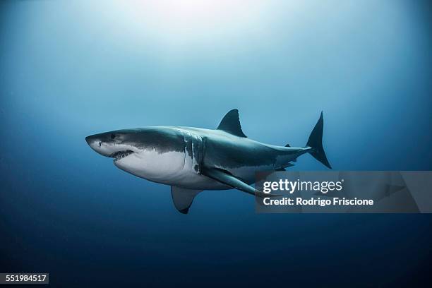 great white shark (carcharodon carcharias) swimming in pacific ocean water of guadalupe island, mexico - great white shark stock pictures, royalty-free photos & images
