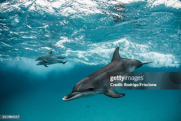 three atlantic spotted dolphins (stenella frontalis) swim and play around the sand banks in the bahamas - bahama banks bildbanksfoton och bilder