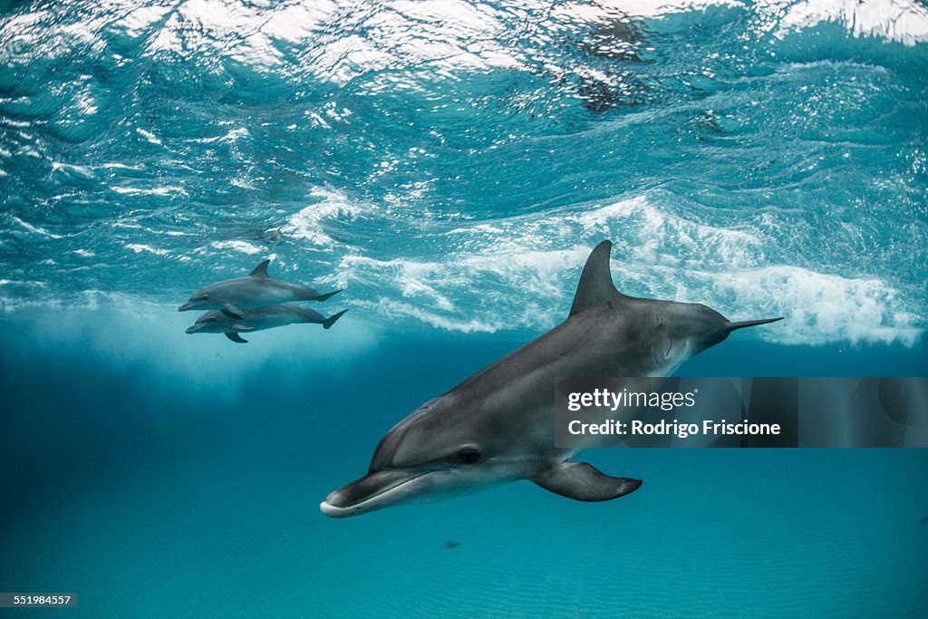 Three atlantic spotted dolphins (Stenella frontalis) swim and play around the sand banks in the Bahamas