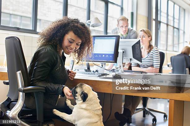 young woman petting dog at office desk - office dog stock pictures, royalty-free photos & images
