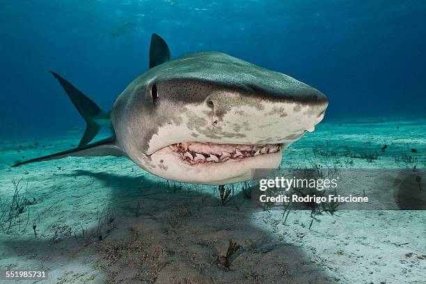 tiger sharks (galeocerdo cuvier) are common visitors of the reefs north of the bahamas in the caribbean - tiger shark fotografías e imágenes de stock