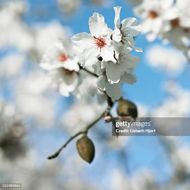 almond tree flowers - almond blossom stock pictures, royalty-free photos & images