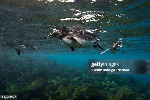 galapagos penguins (spheniscus mendiculus) swimming, galapagos islands, ecuador - galapagos penguin fotografías e imágenes de stock