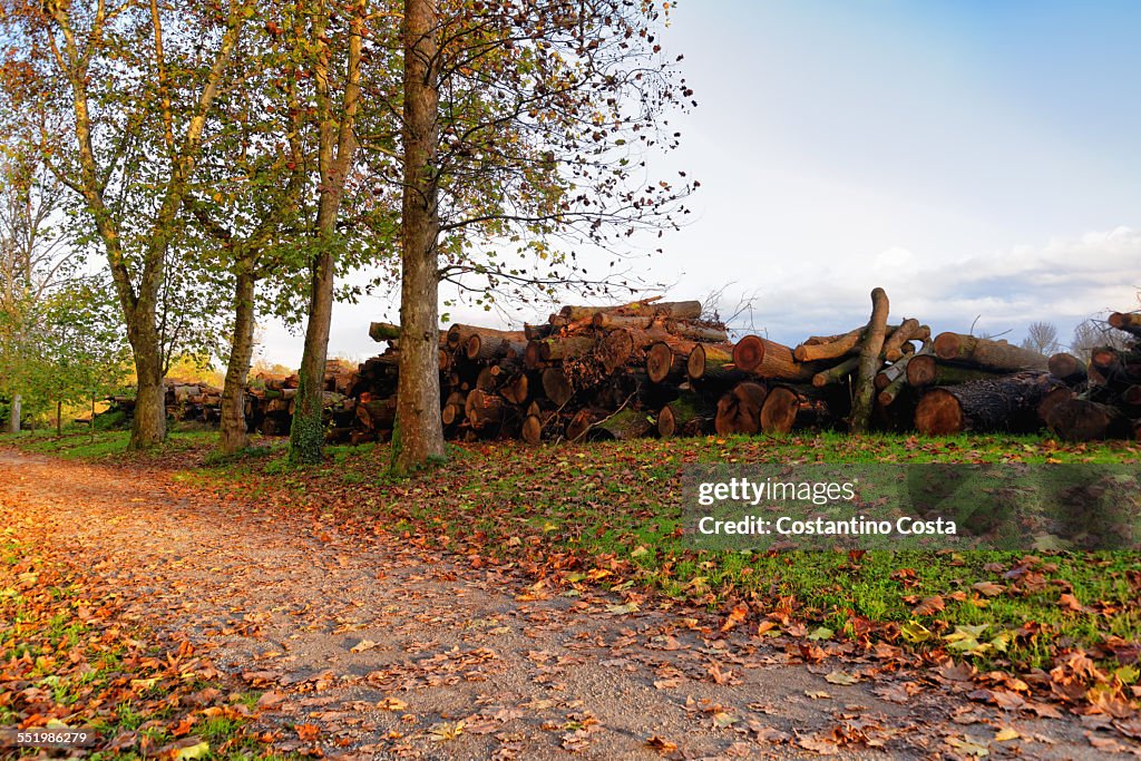 Stack of logged tree trunks alongside dirt track in autumn