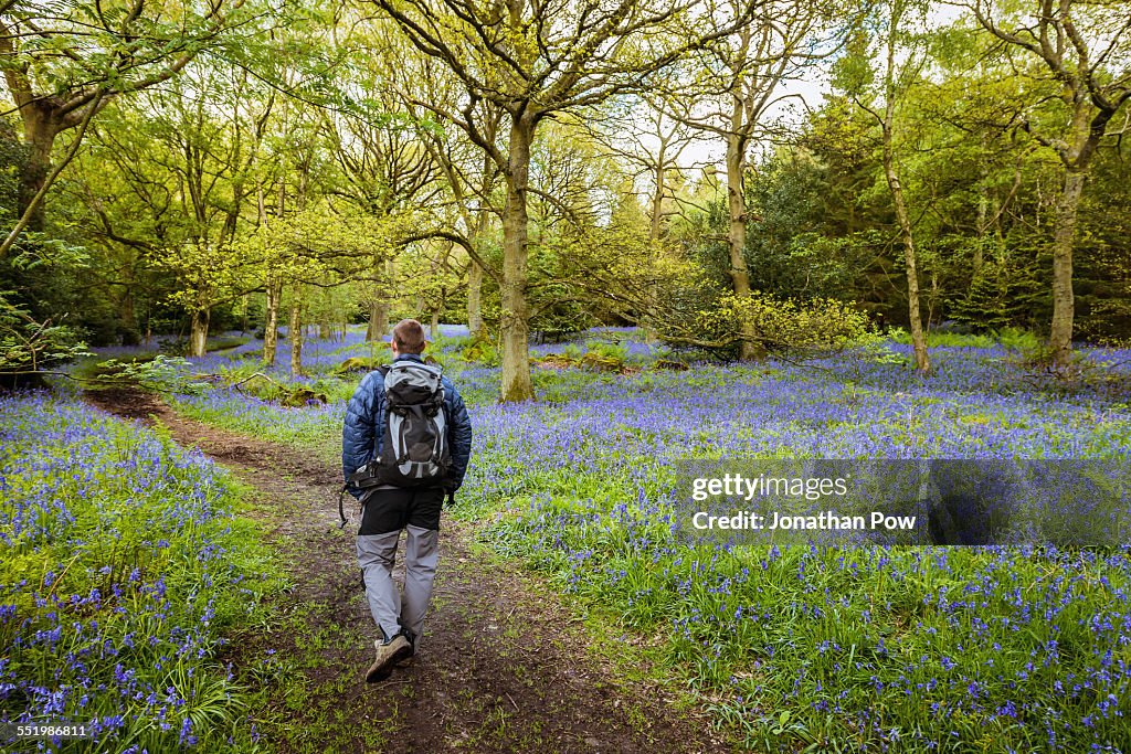 Man hiking through bluebells woods, Pateley Bridge, Nidderdale, Yorkshire Dales