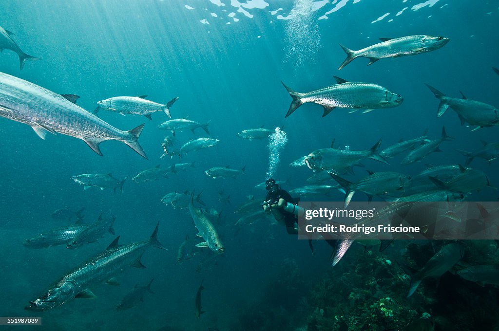 Huge schools of tarpon (Megalops atlanticus) surround a diver in Xcalak Marine Park, Quintana Roo, Mexico