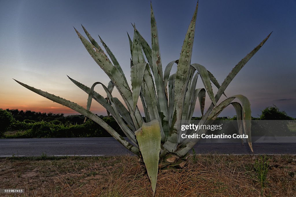 Aloe plant on roadside at dusk