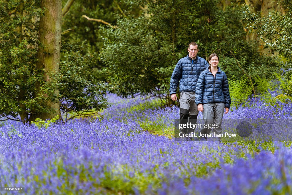 Young woman and man hiking through bluebells woods, Pateley Bridge, Nidderdale, Yorkshire Dales