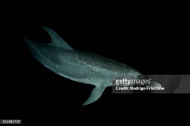 spotted dolphin at night, bahamas banks, bahamas - bahama banks bildbanksfoton och bilder
