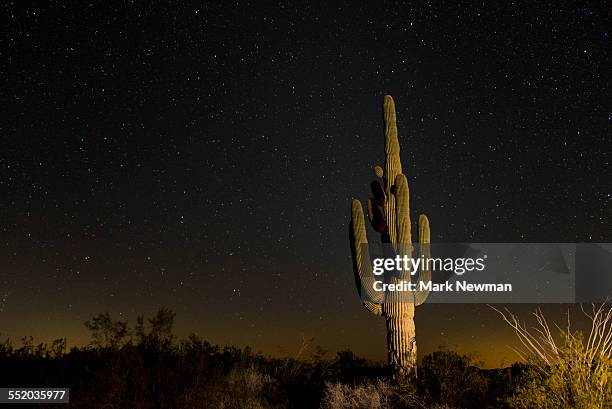 saguaro cactus and starry night sky - joshua tree stars stock pictures, royalty-free photos & images