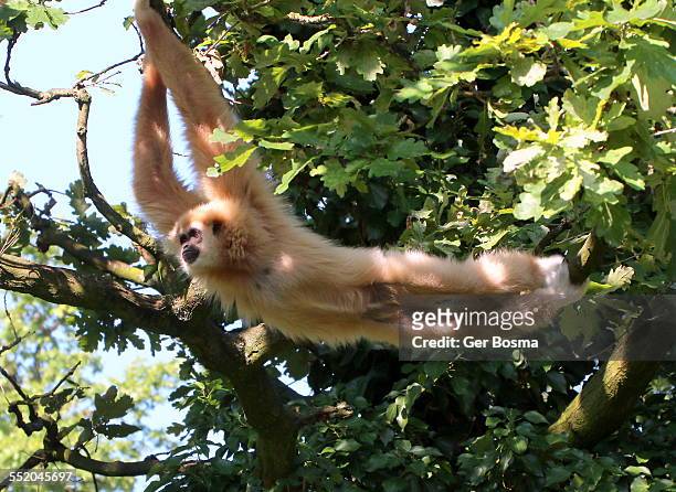 white-handed and light-handed - gibbon stock pictures, royalty-free photos & images