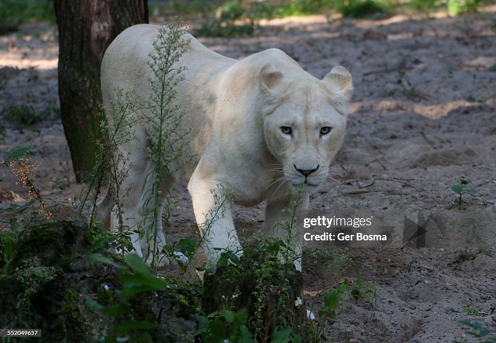 White lion stalker