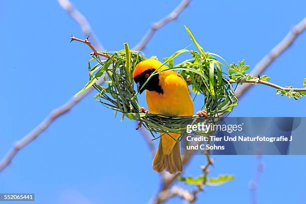 masked weaver - weaver bird stock pictures, royalty-free photos & images