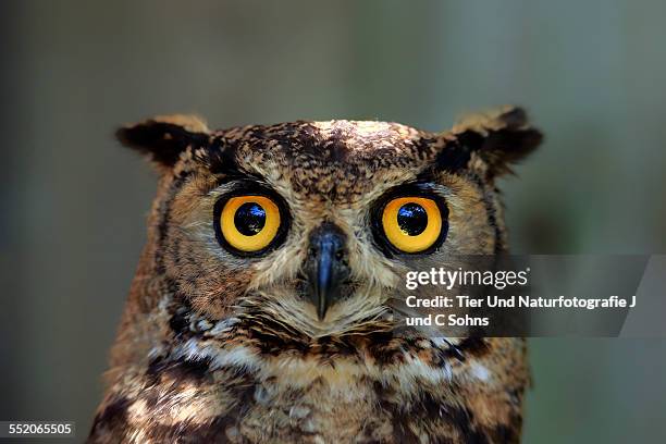 spotted eagle owl - spotted eagle owl stock pictures, royalty-free photos & images