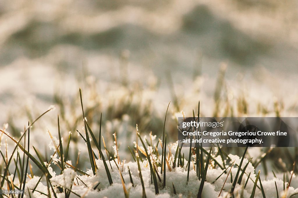 Grass and snow