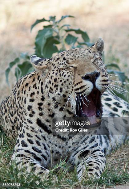 leopard - otjiwarongo stock pictures, royalty-free photos & images