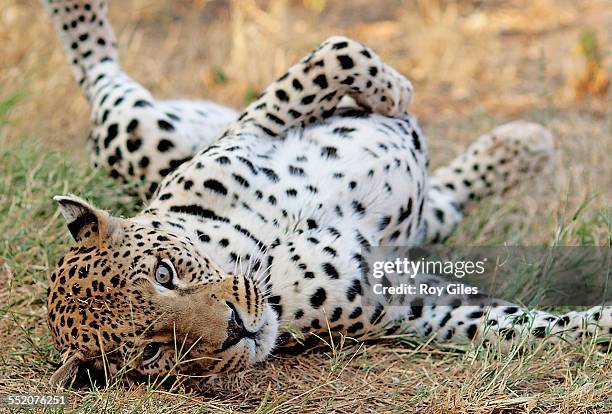 leopard - otjiwarongo stock pictures, royalty-free photos & images