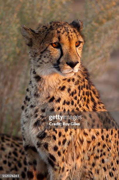 cheetah - otjiwarongo stock pictures, royalty-free photos & images