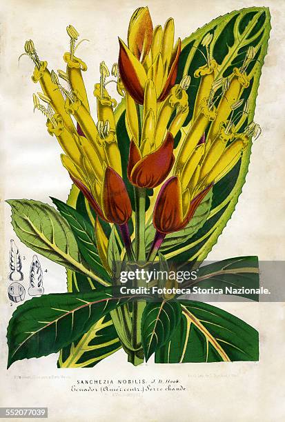 Sanchezia Nobilis. J.D. Hook. Ecuador South America . Illustration by P. Stroobant and lithograph by L. Stroobant from "Revue de l'Horticulture Belge...