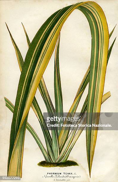 Phormium Tenax. New Zealand . Evergreen perennial plant native to New Zealand and Norfolk Island. Illustration by P. Stroobant and lithograph by L....