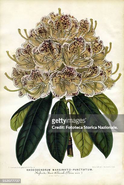 Rhododendrum Marginato-Punctatum. Hybrid Hort A. Versch. . llustration by P. Stroobant and lithograph by L. Stroobant from "Revue de l'Horticulture...