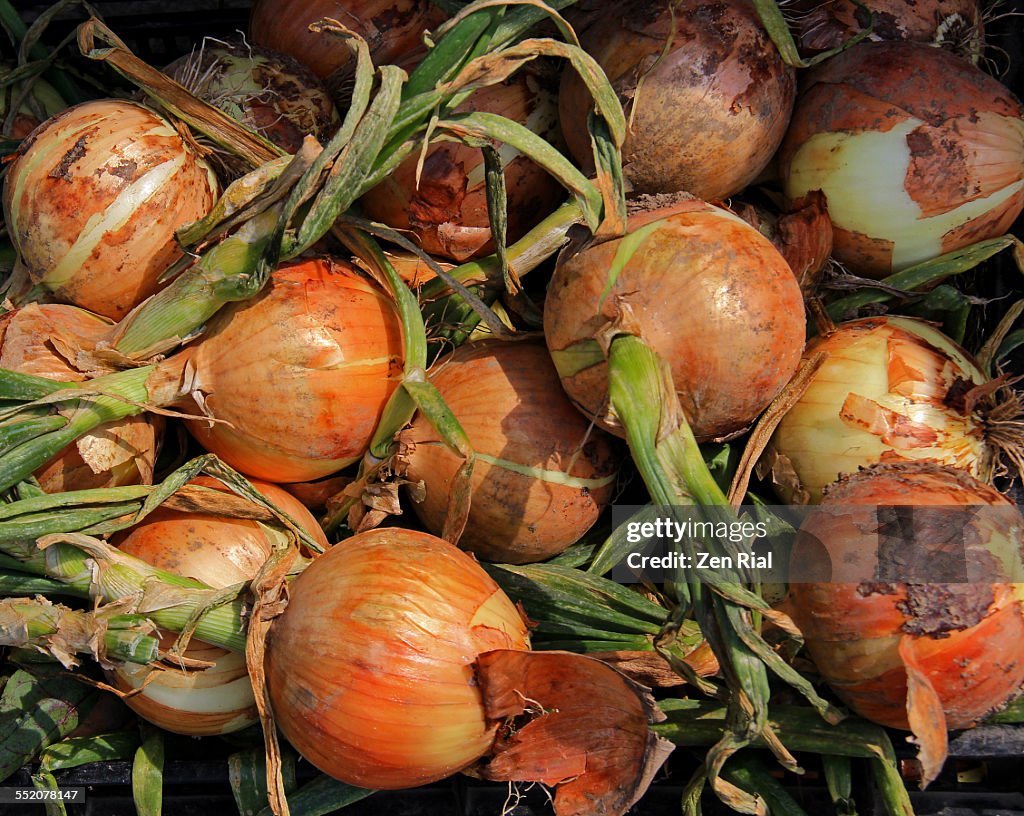 Newly Harvested Onions In Farmers Market