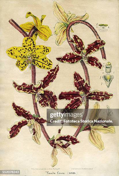 Arachnis lowii [as Vanda lowii Lindl.] Illustration by P. Stroobant son and lithograph by L. Stroobant from Table color lithograph from the opera...