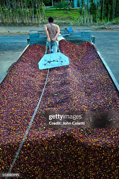 coffee cooperative - costa rica coffee stock pictures, royalty-free photos & images