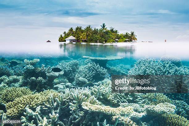 maldives halfwater - groot barrièrerif stockfoto's en -beelden