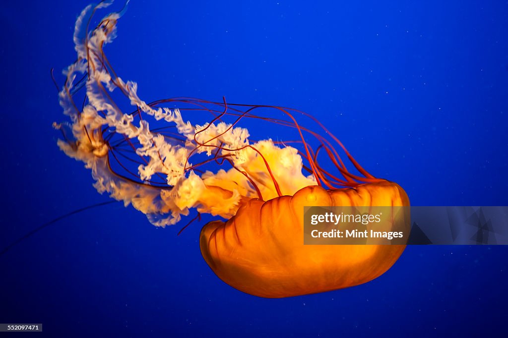 A jellyfish floating in the water.