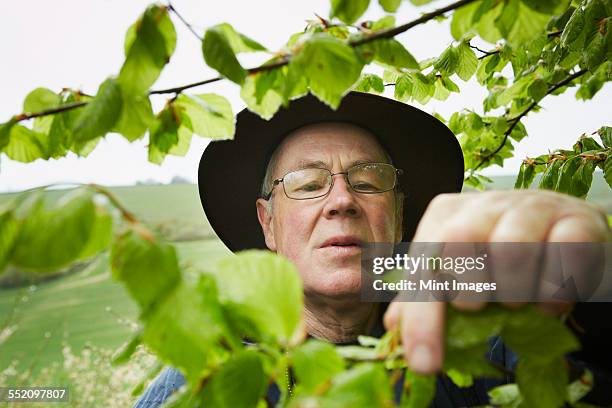 Foraging England 1,416 Foraging England Stock Photos, High-Res Pictures, and Images ...