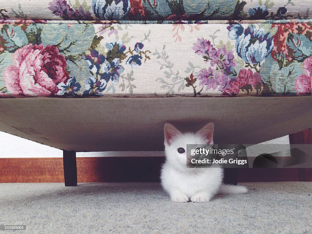 Small white kitten hiding beneath a floral couch