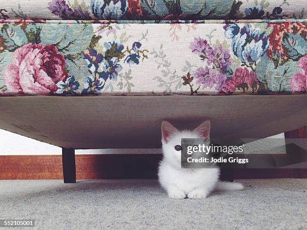 small white kitten hiding beneath a floral couch - hidden patterns stock pictures, royalty-free photos & images