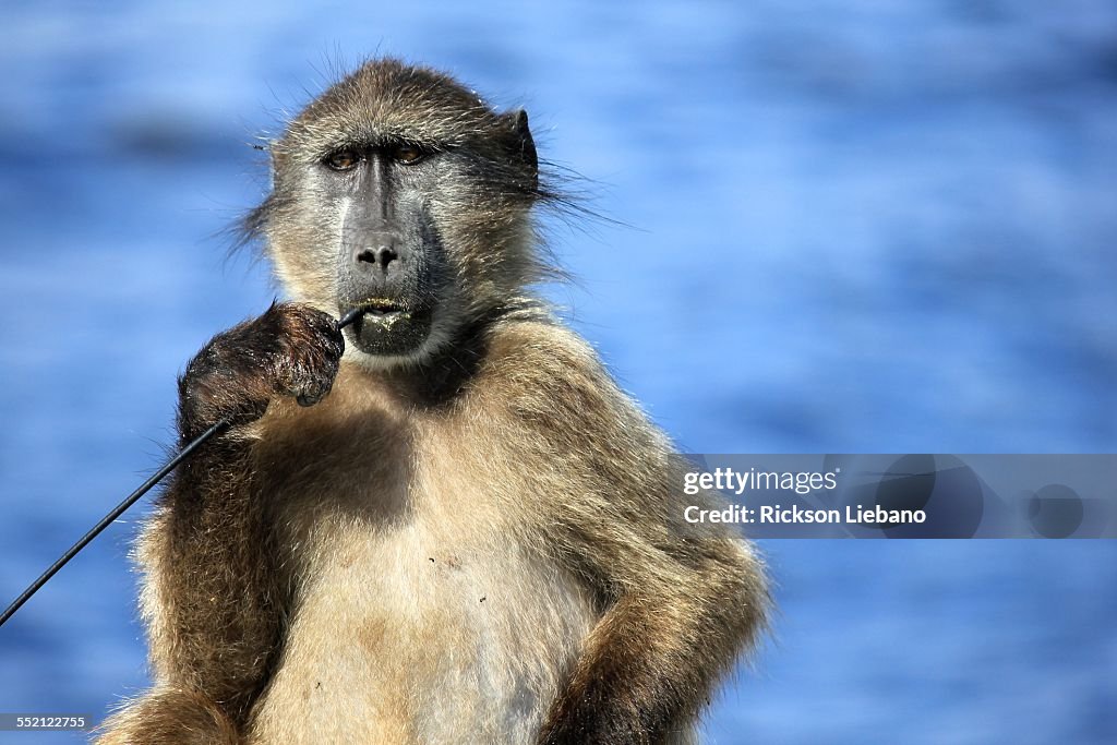 Baboon, Cape Town