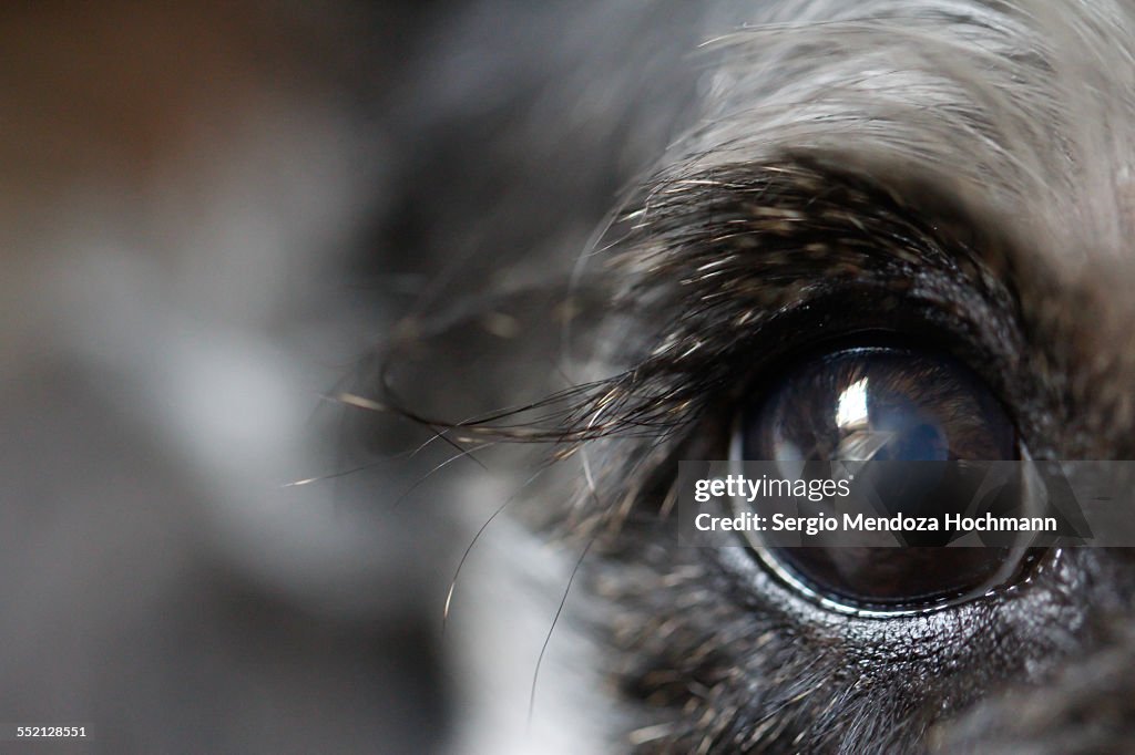 Closeup of a Miniature Schnauzer Eye