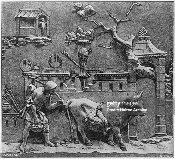 Roman Cow Roman Farming Photos and Premium High Res Pictures - Getty Images