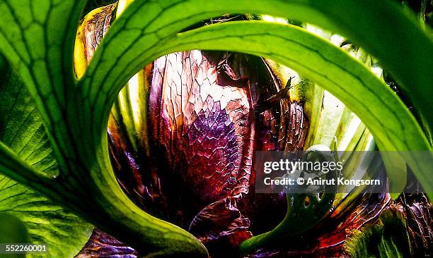 the nature curve. - elkhorn fern stock pictures, royalty-free photos & images