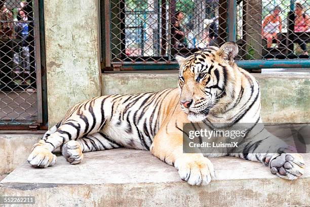 thai tiger - tailandia stock pictures, royalty-free photos & images