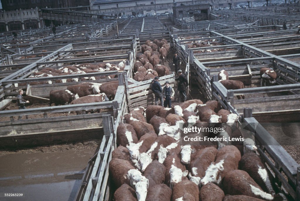 Meat Packing Plant, Chicago